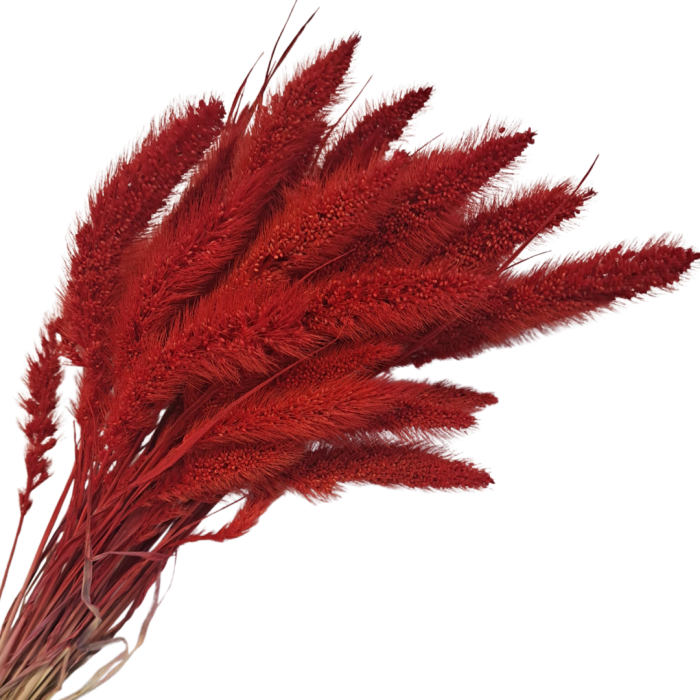 [590157] Suszona seteria włochata czerwona wiązka około 30szt