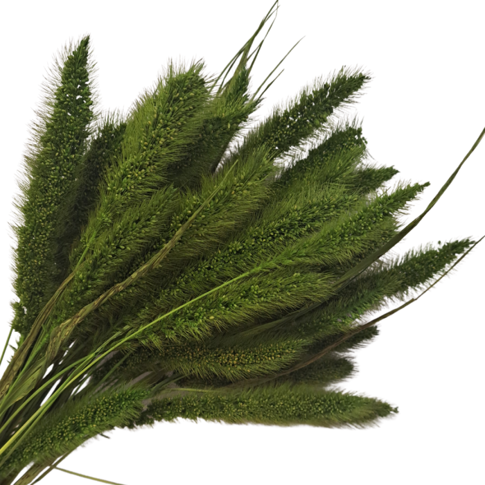 [590158] Suszona seteria włochata zielona wiązka około 30szt