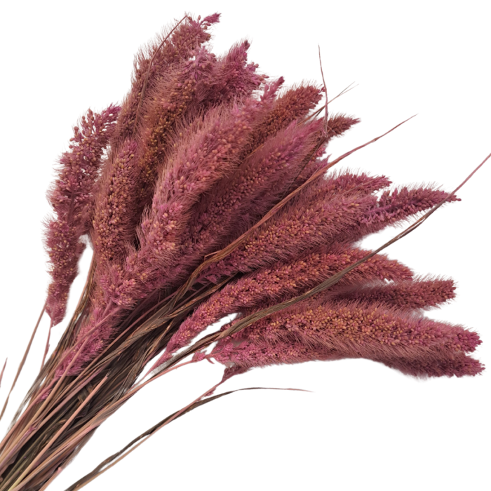 [590154] Suszona seteria włochata różowa wiązka około 30szt