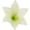 [68b276002] Główka kwiatowa lilia 16cm biała z zielonym środkiem