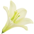 [68b276005] Główka kwiatowa lilia 16cm bladozielona