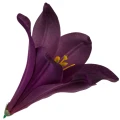 [68b276015] Główka kwiatowa lilia 16cm purpurowa