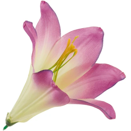 [68b276016] Główka kwiatowa lilia 16cm magenta z kremowym środkiem