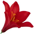 [68b276020] Główka kwiatowa lilia 16cm czerwona