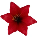 [68b276020] Główka kwiatowa lilia 16cm czerwona