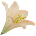 [68b276021] Główka kwiatowa lilia 16cm beżowa