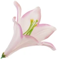 [68b276032] Główka kwiatowa lilia 16cm bladoróżowa
