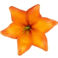 [68b276038] Główka kwiatowa lilia 16cm pomarańczowa
