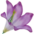 [68b276044] Główka kwiatowa lilia 16cm fioletowa cieniowana
