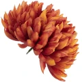 [68d8309] Główka chryzantema 16 płatków 14cm brązowo- pomarańczowa