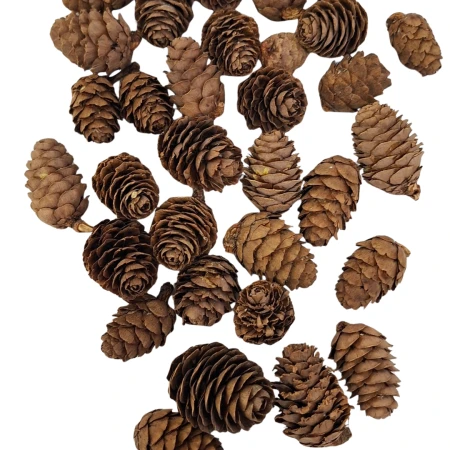 [59001] Szyszki naturalne modrzewia ok 250g