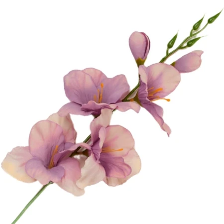 [68a6102] Mieczyk jesienny 53cm przydymiony-różowy cieniowany