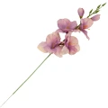 [68a6102] Mieczyk jesienny 53cm kremofioletowy