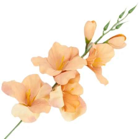 [68a6103] Mieczyk jesienny 53cm brzoskwiniowy