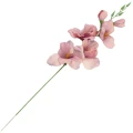 [68a6104] Mieczyk jesienny 53cm różowy cieniowany