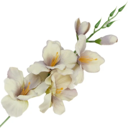 [68a6108] Mieczyk jesienny 53cm kremowo-szary