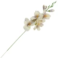 [68a6108] Mieczyk jesienny 53cm beżowo- fioletowy
