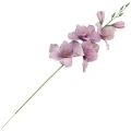 [68a6111] Mieczyk jesienny 53cm wrzosowy cieniowany
