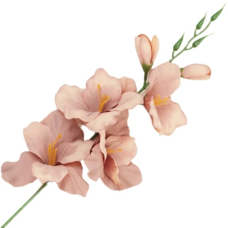 [68a6115] Mieczyk jesienny 53cm kakaowo-morelowy