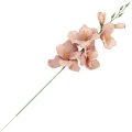 [68a6115] Mieczyk jesienny 53cm beżowo- fioletowy