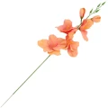 [68a6116] Mieczyk jesienny 53cm pomarańczowy cieniowany