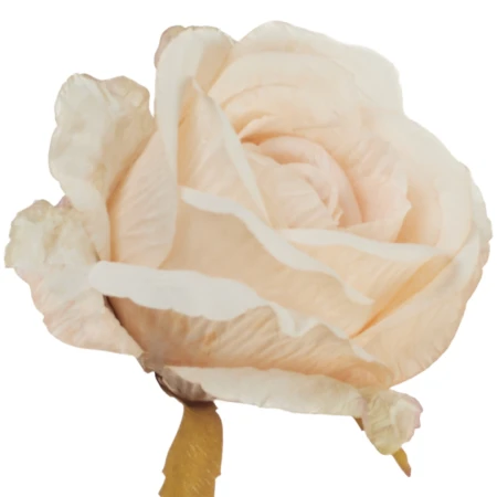 [68b13109] Róża główka wyrobowa 10cm beżowa