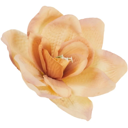 [68b8103] Główka kwiatowa clivia 16cm brzoskwiniowo-kremowa