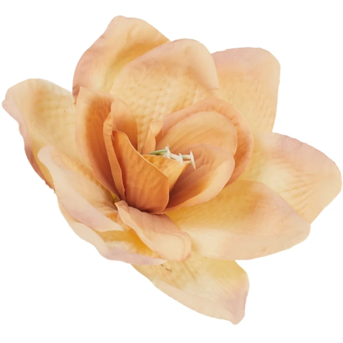[68b8103] Główka kwiatowa clivia 16cm brzoskwiniowo-kremowa