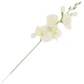 [68a6101] Mieczyk jesienny 53cm kremowobiały