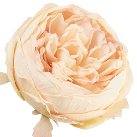 [68b13702] Główka kwiatowa peonia 10cm morelowa