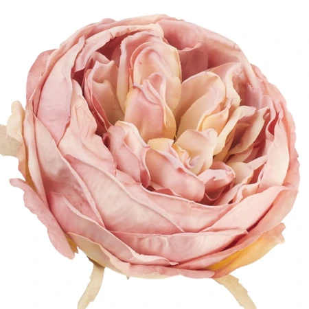 [68b13703] Główka kwiatowa peonia 10cm pudroworóżowa