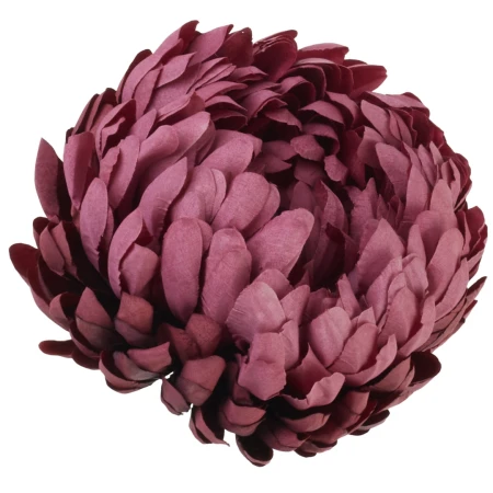 [68d0123] Chryzantema główka pełna 14cm wiśniowo-morelowa