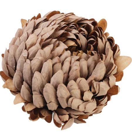 [68d0178] Chryzantema główka pełna 14cm kakaowo-morelowa