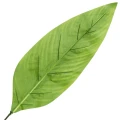 [68s69501] Liść dekoracyjny jasnozielony cieniowany 64cm
