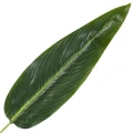 [68s76501] Liść strelicji ciemnozielony 56cm