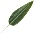 [68s76601] Liść strelicji zielony 60cm