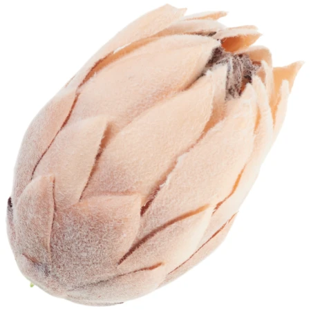 [68b10603] Główka kwiatowa protea 14cm brzoskwiniowa