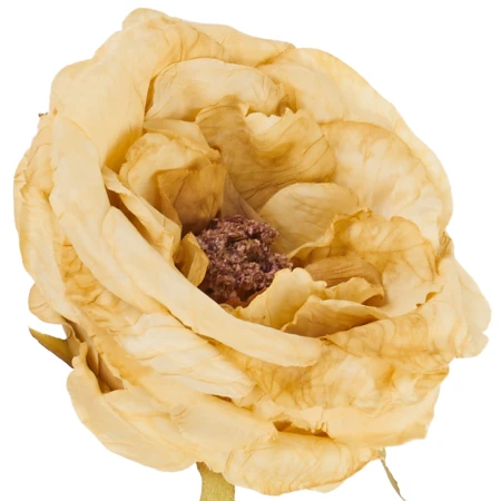 [68b12604] Główka kwiatowa peonia 9cm jasnokarmelowa
