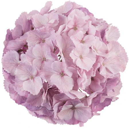 [68b2918] Główka kwiatowa hortensja 21cm lawendowo-różowa cieniowana