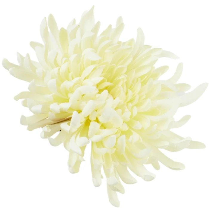 [68d2905] Chryzantema główka płaska 20cm bladozielona