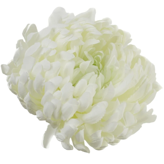 [68d7371] Chryzantema główka pełna duża 19cm biało- zielona